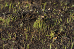 Free Picture of Sprouting Grass
