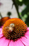 Free Picture of Bee on Coneflower