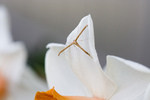Free Picture of Delicate Moth on a Daffodil Flower