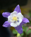 Free Picture of Purple and White Rocky Mountain Columbine
