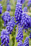 Free Picture of Grape Hyacinth Flower Bed