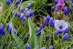 Free Picture of Grape Hyacinth Patch With Anemone Flowers