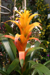 Free Picture of Orange Bromeliad