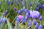 Free Picture of Grape Hyacinths and Anemone Flowers