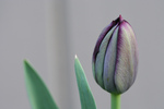 Free Picture of Queen of Night Tulip Bud