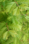 Free Picture of Dawn Redwood Branches