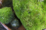 Free Picture of Moss Rocks
