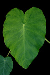 Free Picture of Elephant Ear Plant