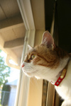 Free Picture of Cat Looking Out a Window