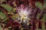 Free Picture of Flowering Chocolate Mimosa