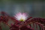 Free Picture of Pink Mimosa Flower