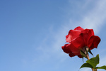 Free Picture of Red Rose Against Sky