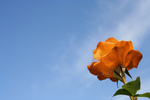 Free Picture of Orange Rose