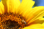 Free Picture of Bee on Sunflower