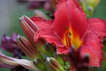 Free Picture of Chicago Day Lily