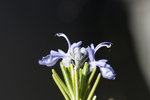 Free Picture of Rosemary Flowers