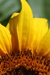 Free Picture of American Giant Sunflower