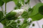 Free Picture of White Hibiscus Bud