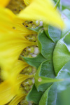 Free Picture of Growing Sunflower Seeds
