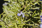 Free Picture of Rosemary Blossoms and Buds