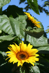 Free Picture of Two American Giant Sunflowers