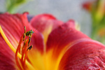 Free Picture of Ladybug on a Chicago Daylily