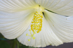 Free Picture of White Hibiscus