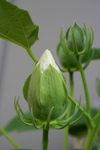Free Picture of White Hibiscus Buds