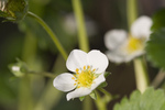 Free Picture of White Strawberry Blossom