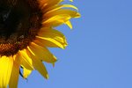 Free Picture of American Giant Sunflower