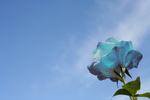 Free Picture of Blue Rose Against Blue Sky
