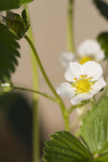 Free Picture of Strawberry Blossom