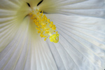 Free Picture of White Hibiscus