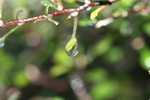 Free Picture of Dew Drop on Corokia Cotoneaster