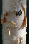 Free Picture of Peeling Jacquemontii Birch
