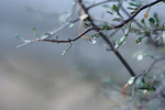 Free Picture of Dew on Corokia Cotoneaster