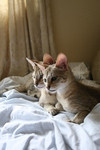 Free Picture of Savannah Kittens Resting
