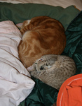Free Picture of Sleeping Cats