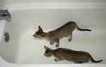 Free Picture of Savannah Kittens Playing in a Tub