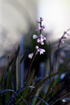 Free Picture of Mondo Grass Flowers