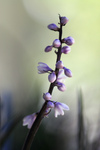 Free Picture of Purple Flowers of Black Mondo Grass