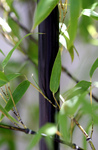 Free Picture of Leaves and Black Bamboo Shoot