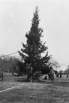 Free Picture of The National Christmas Tree, 1923