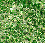 Free Picture of Crop Circles in Kansas