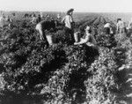 Free Picture of Pea Pickers