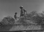Free Picture of Threshing