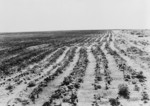 Free Picture of Agriculture, Dust Bowl, Texas
