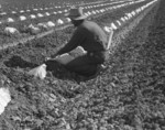 Free Picture of Migrant Worker Thinning and Weeding