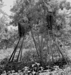 Free Picture of Pear Pickers