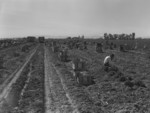 Free Picture of Workers in Carrot Field